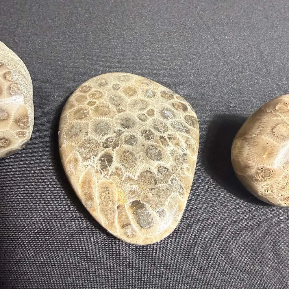 Lot of 3 fossils